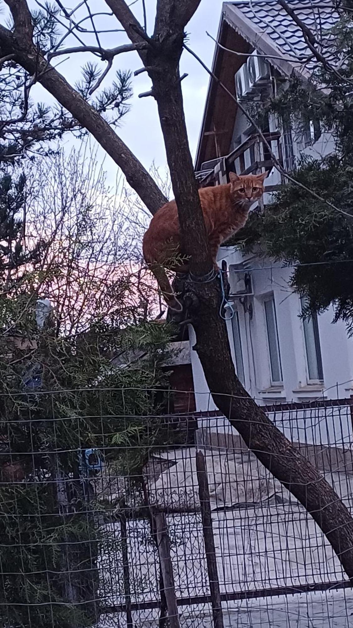 Casa Mocanu Gyurgyevó Kültér fotó