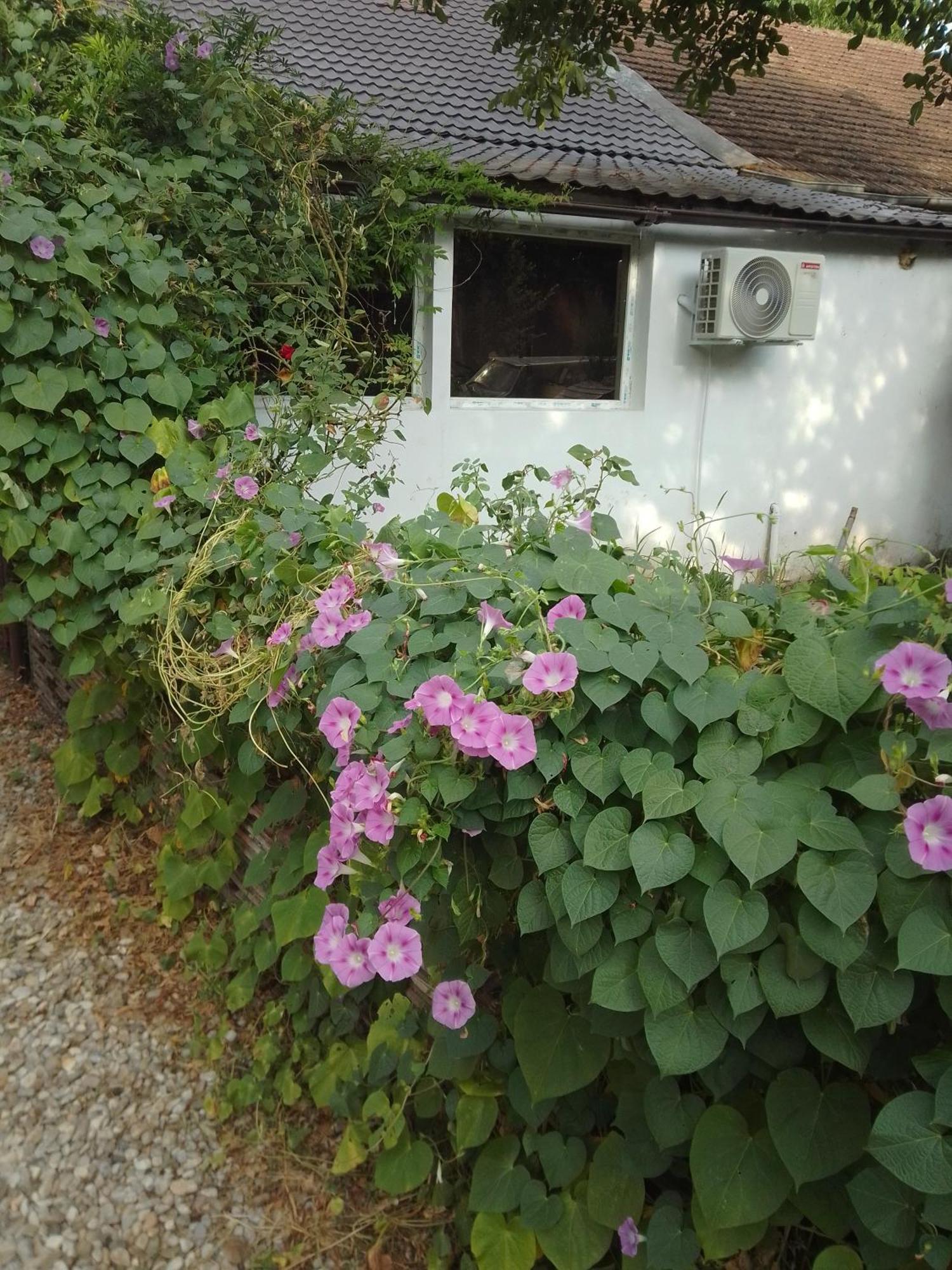 Casa Mocanu Gyurgyevó Kültér fotó