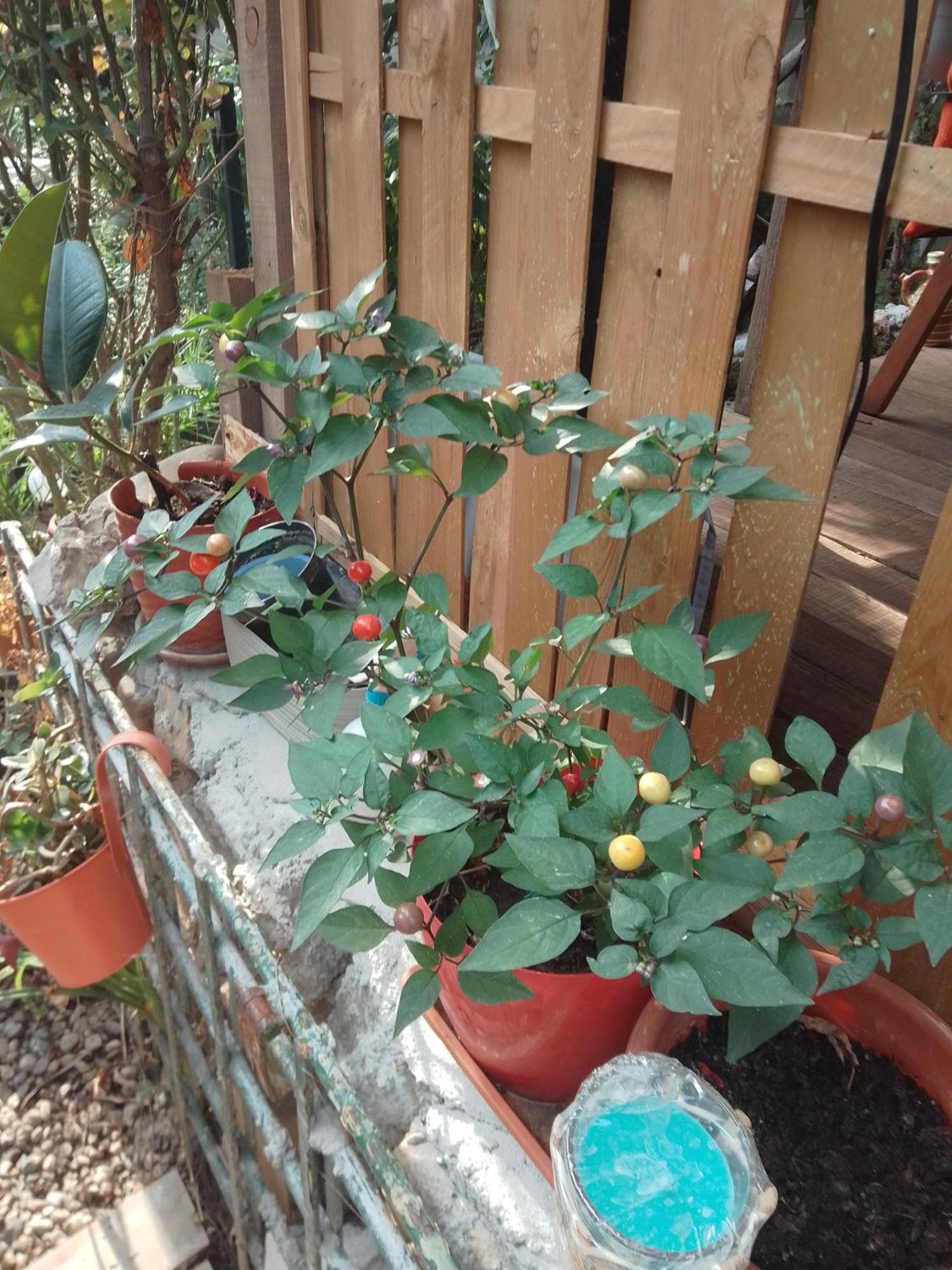 Casa Mocanu Gyurgyevó Kültér fotó
